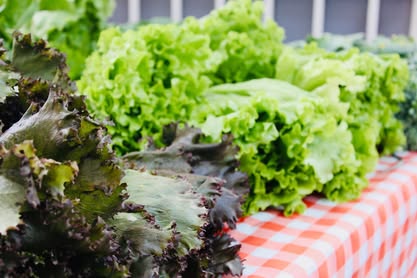 Close de uma mesa repleta de verduras , principalmente pés de alface e de alface roxa.
